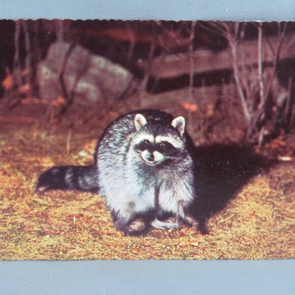 S Associates Other - Vintage Postcard - Raccoon Yosemite Park - S. Associates